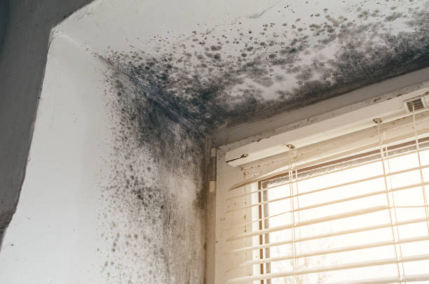 Affordable Mold Removal solutions in Toms River, NJ